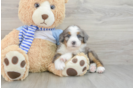 Happy Mini Bernedoodle Baby