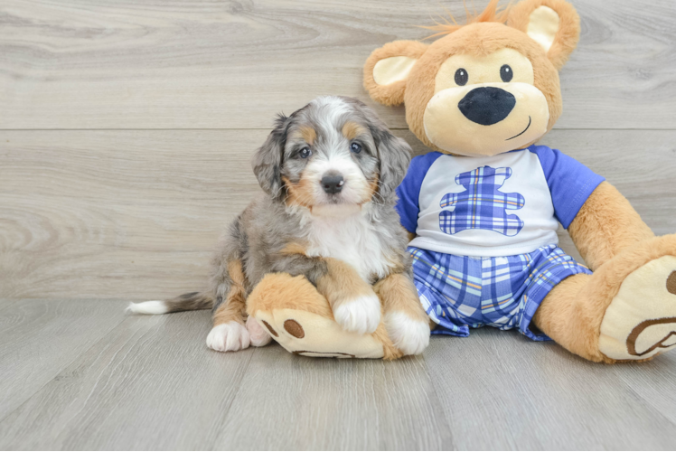 Cute Mini Bernedoodle Baby