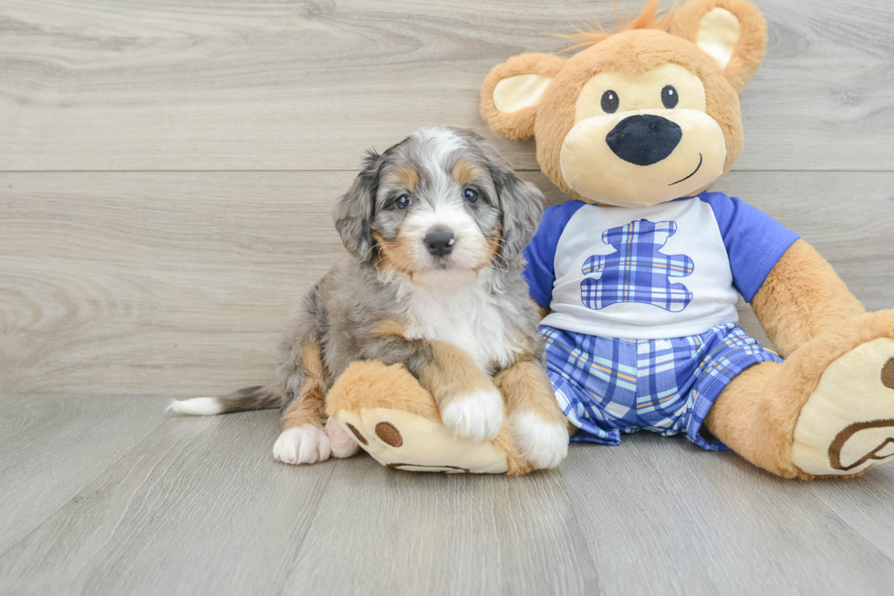 Cute Mini Bernedoodle Baby