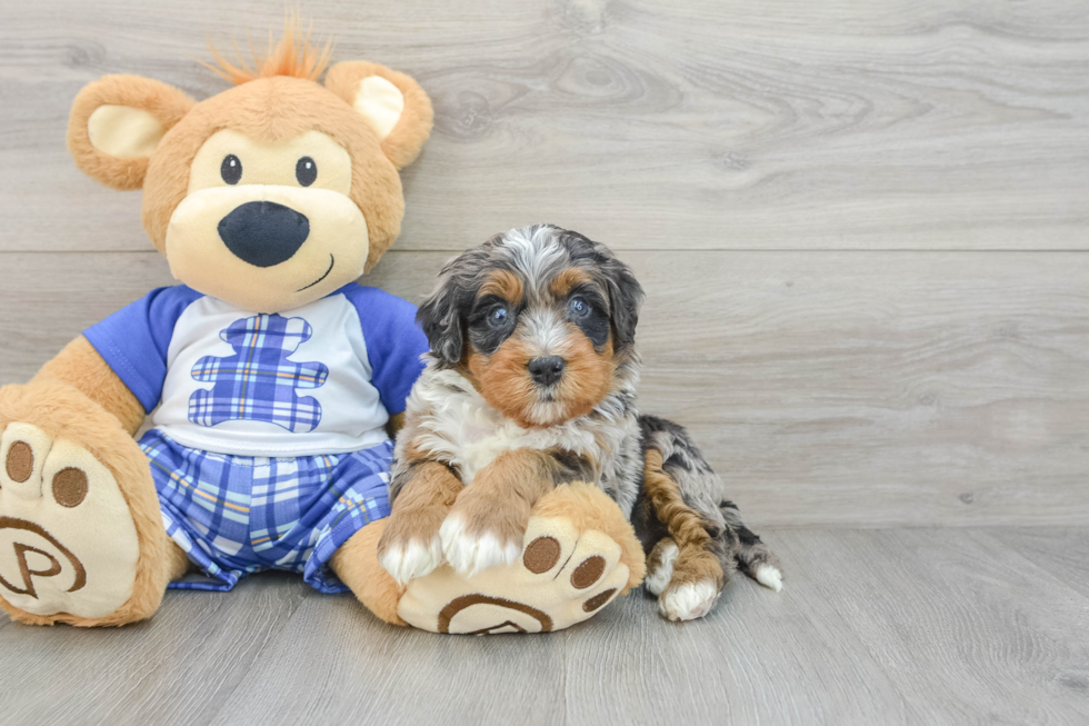 Best Mini Bernedoodle Baby