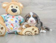 7 week old Mini Bernedoodle Puppy For Sale - Florida Fur Babies