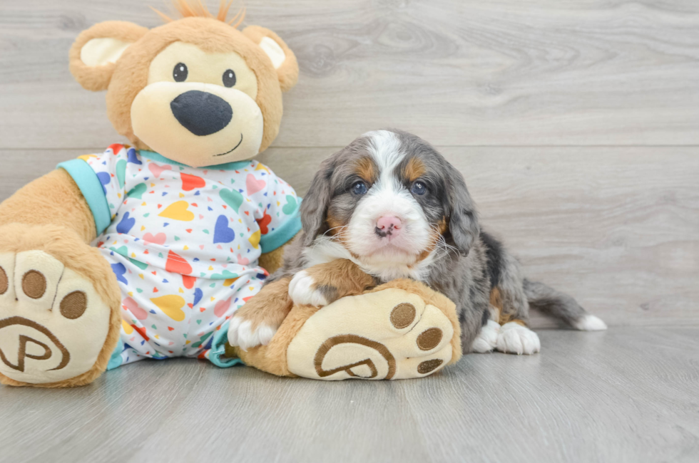 6 week old Mini Bernedoodle Puppy For Sale - Florida Fur Babies