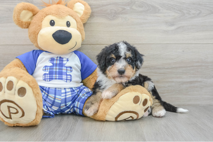 Mini Bernedoodle Pup Being Cute