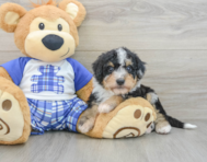 8 week old Mini Bernedoodle Puppy For Sale - Florida Fur Babies