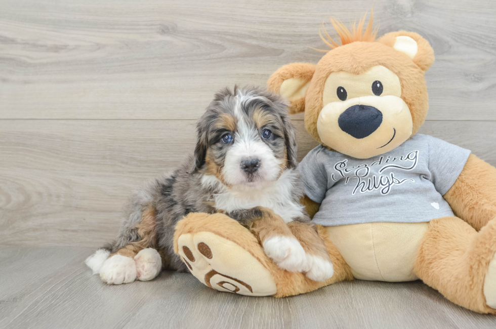 6 week old Mini Bernedoodle Puppy For Sale - Florida Fur Babies