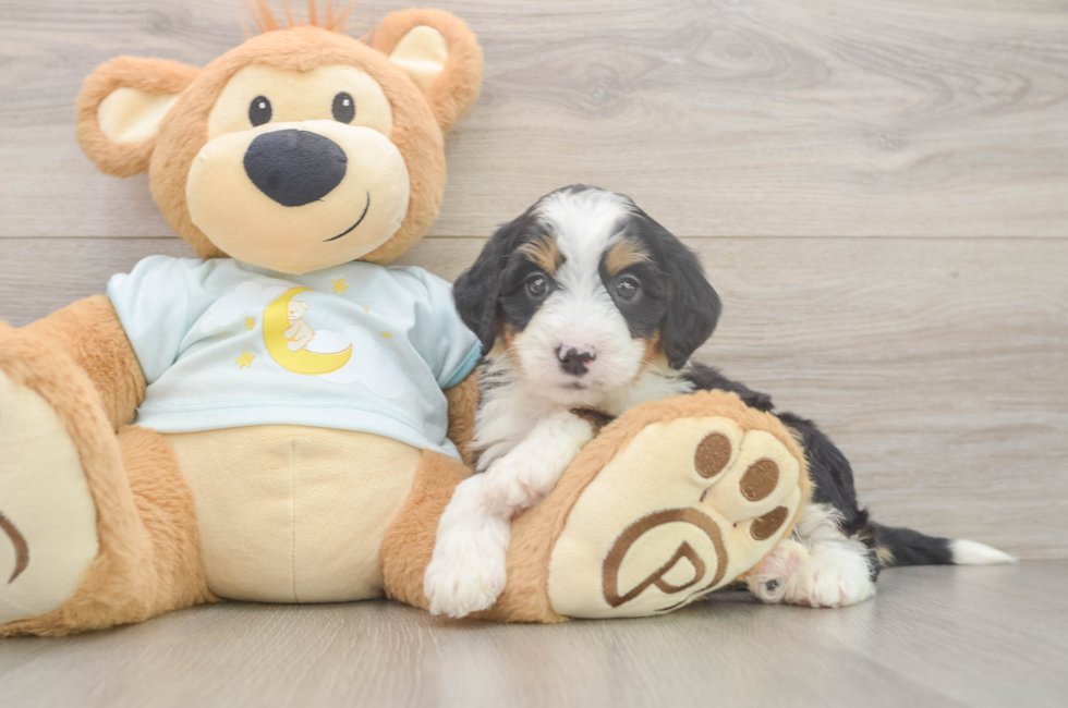 5 week old Mini Bernedoodle Puppy For Sale - Florida Fur Babies
