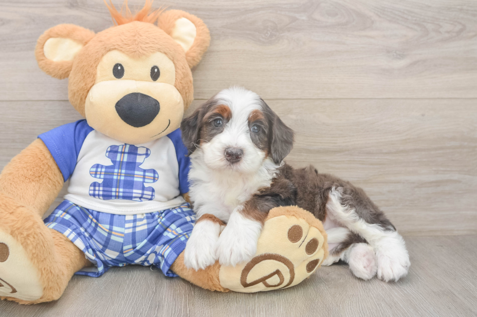 5 week old Mini Bernedoodle Puppy For Sale - Florida Fur Babies