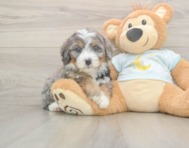 5 week old Mini Bernedoodle Puppy For Sale - Florida Fur Babies