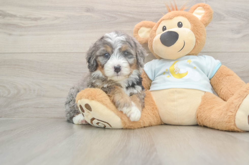 5 week old Mini Bernedoodle Puppy For Sale - Florida Fur Babies