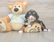 5 week old Mini Bernedoodle Puppy For Sale - Florida Fur Babies