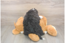 Energetic Mini Berniedoodle Poodle Mix Puppy
