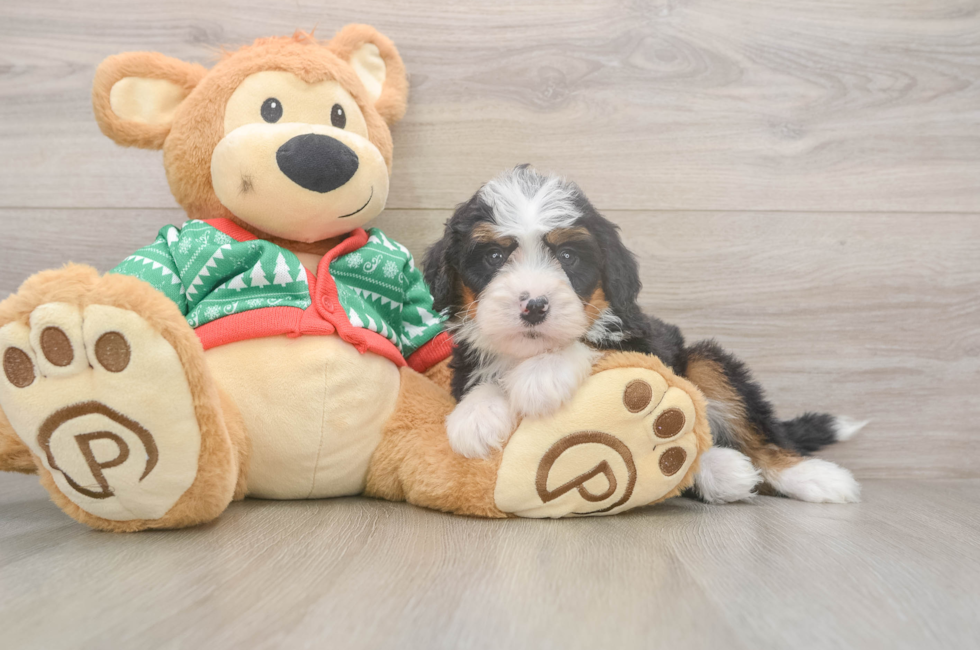 6 week old Mini Bernedoodle Puppy For Sale - Florida Fur Babies