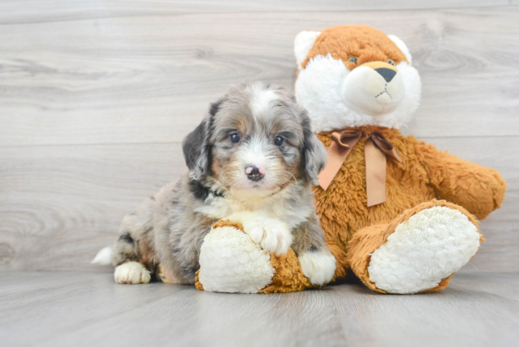 Cute Mini Bernedoodle Poodle Mix Pup