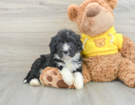 7 week old Mini Bernedoodle Puppy For Sale - Florida Fur Babies