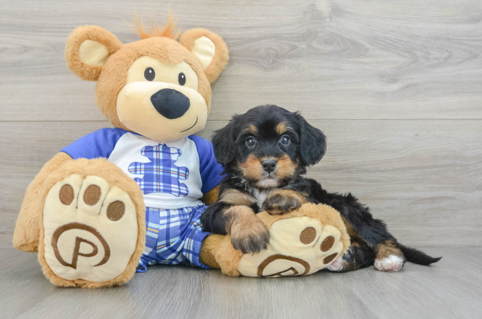 6 week old Mini Bernedoodle Puppy For Sale - Florida Fur Babies