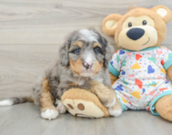 8 week old Mini Bernedoodle Puppy For Sale - Florida Fur Babies