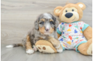 Best Mini Bernedoodle Baby