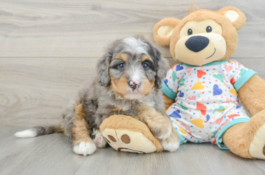 Best Mini Bernedoodle Baby