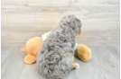 Best Mini Bernedoodle Baby