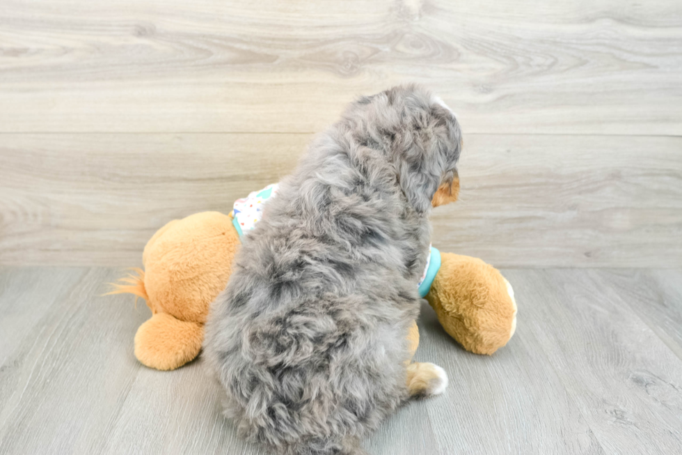 Best Mini Bernedoodle Baby