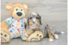 Hypoallergenic Mini Bernesepoo Poodle Mix Puppy