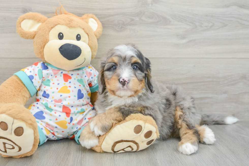 Hypoallergenic Mini Bernesepoo Poodle Mix Puppy