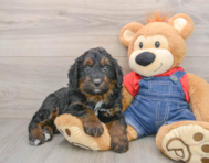 5 week old Mini Bernedoodle Puppy For Sale - Florida Fur Babies