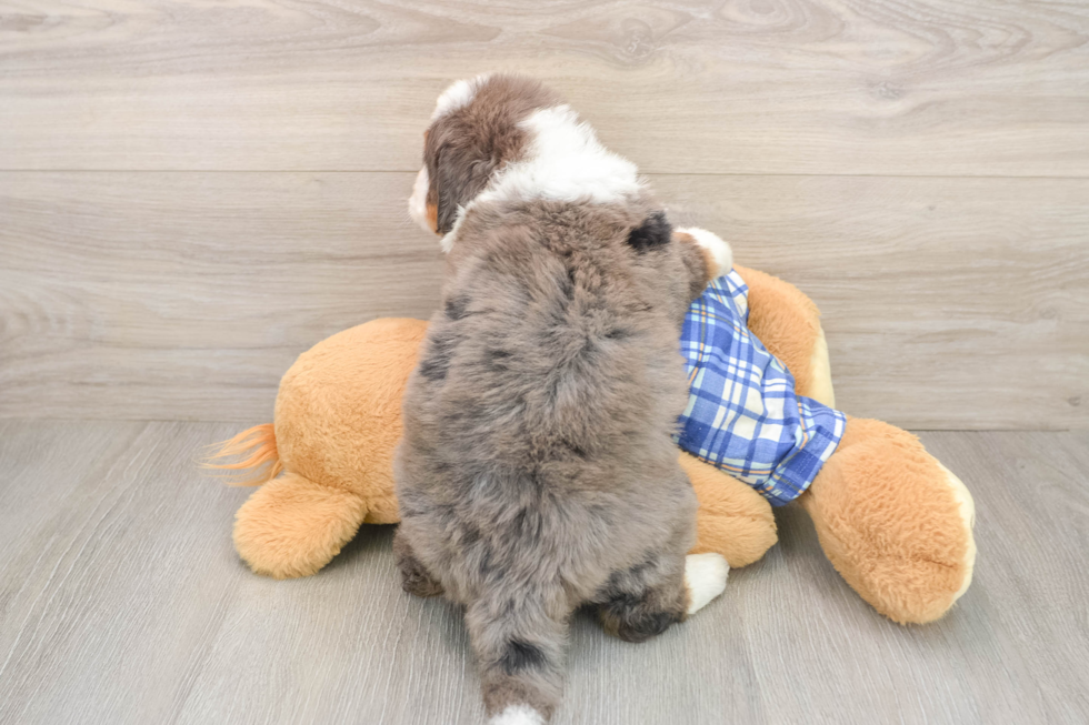 Energetic Mini Berniedoodle Poodle Mix Puppy