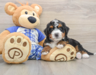 6 week old Mini Bernedoodle Puppy For Sale - Florida Fur Babies