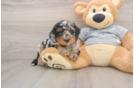 Popular Mini Bernedoodle Poodle Mix Pup