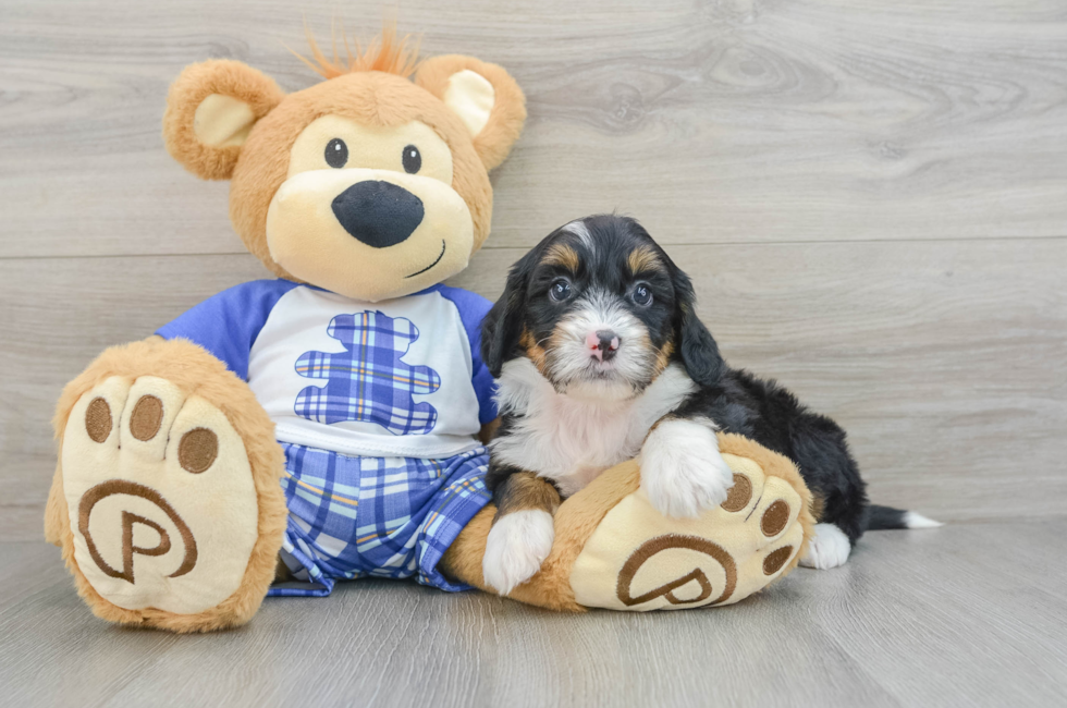 6 week old Mini Bernedoodle Puppy For Sale - Florida Fur Babies