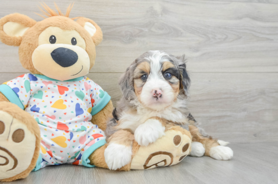 Playful Mini Berniedoodle Poodle Mix Puppy