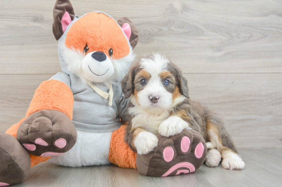 5 week old Mini Bernedoodle Puppy For Sale - Florida Fur Babies