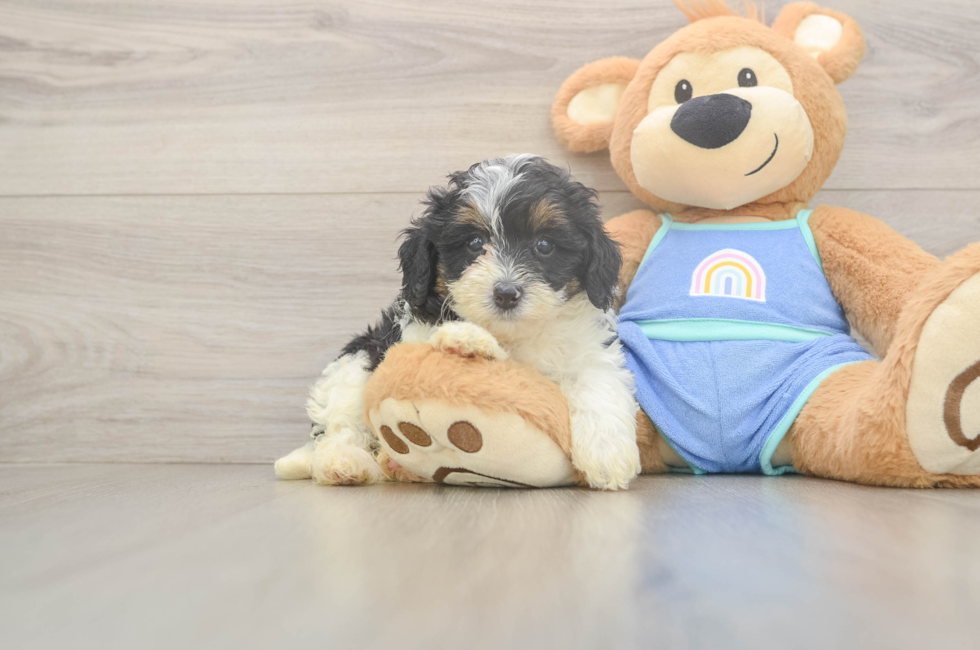 6 week old Mini Bernedoodle Puppy For Sale - Florida Fur Babies