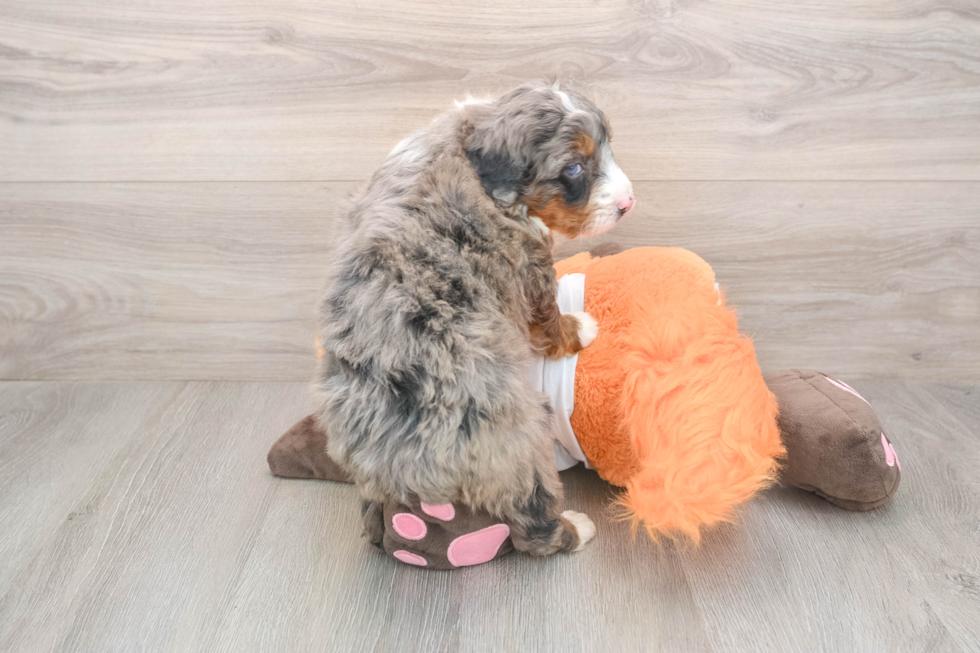 Mini Bernedoodle Pup Being Cute