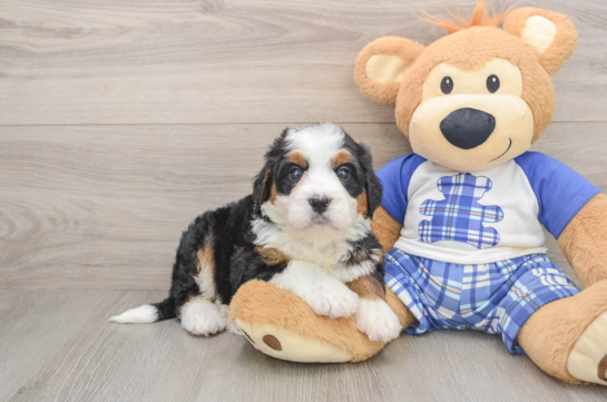 Small Mini Bernedoodle Baby