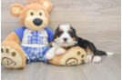 Cute Mini Bernedoodle Baby