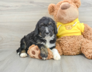 7 week old Mini Bernedoodle Puppy For Sale - Florida Fur Babies