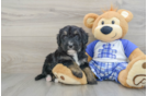 Mini Bernedoodle Puppy for Adoption