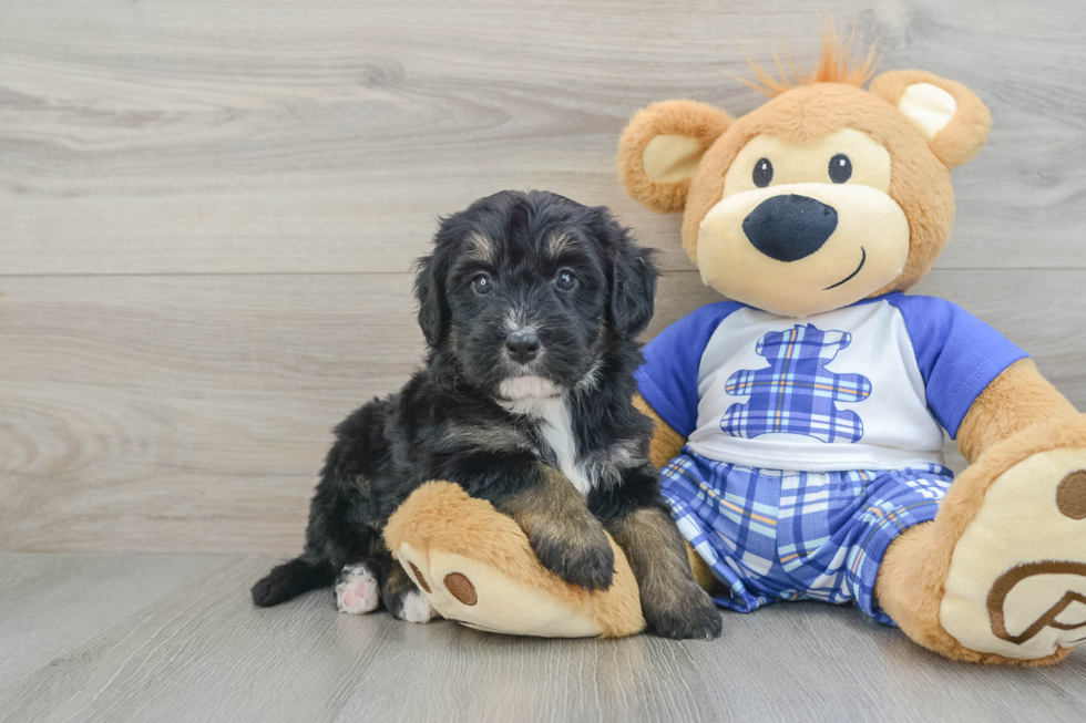 Mini Bernedoodle Puppy for Adoption