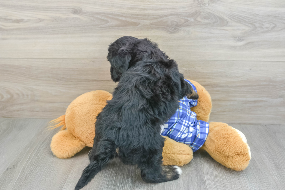 Best Mini Bernedoodle Baby