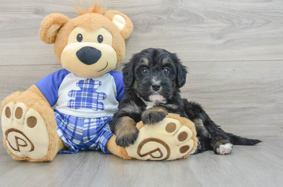 6 week old Mini Bernedoodle Puppy For Sale - Florida Fur Babies