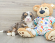 8 week old Mini Bernedoodle Puppy For Sale - Florida Fur Babies