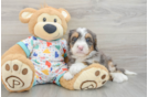 Mini Bernedoodle Pup Being Cute