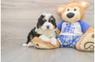 Adorable Mini Bernesedoodle Poodle Mix Puppy