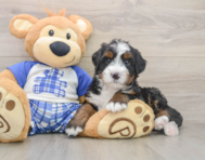 6 week old Mini Bernedoodle Puppy For Sale - Florida Fur Babies