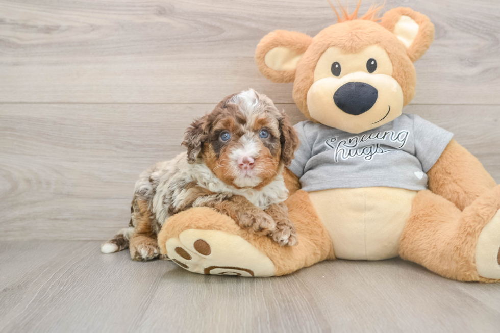Funny Mini Bernedoodle Poodle Mix Pup
