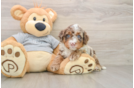 Mini Bernedoodle Puppy for Adoption