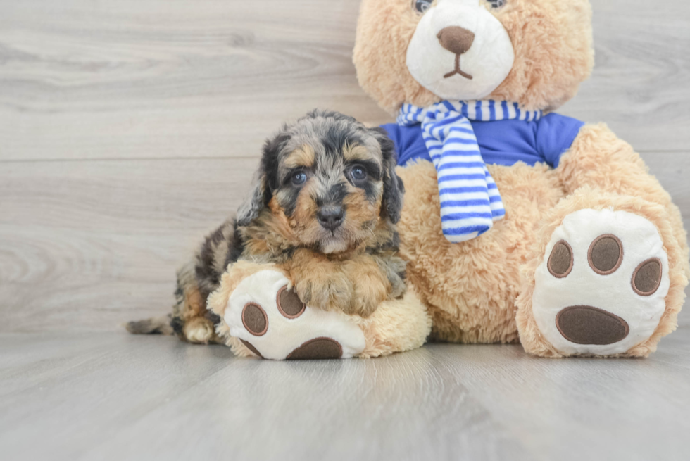 Mini Bernedoodle Pup Being Cute