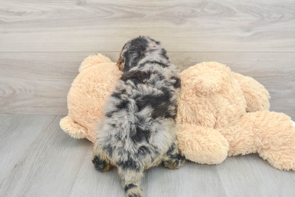 Energetic Mini Berniedoodle Poodle Mix Puppy